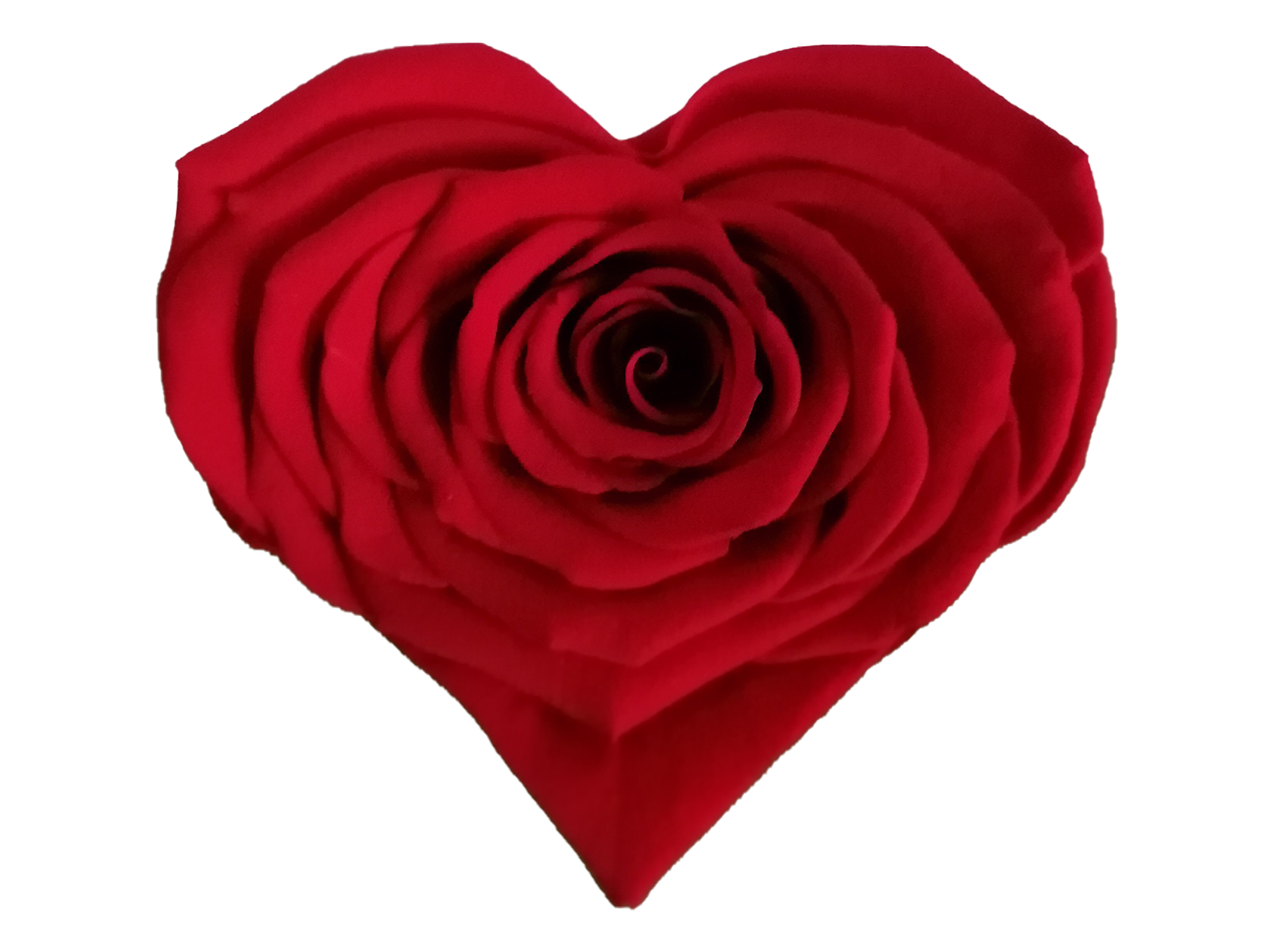 S HEART RED 02 Sin Fondo