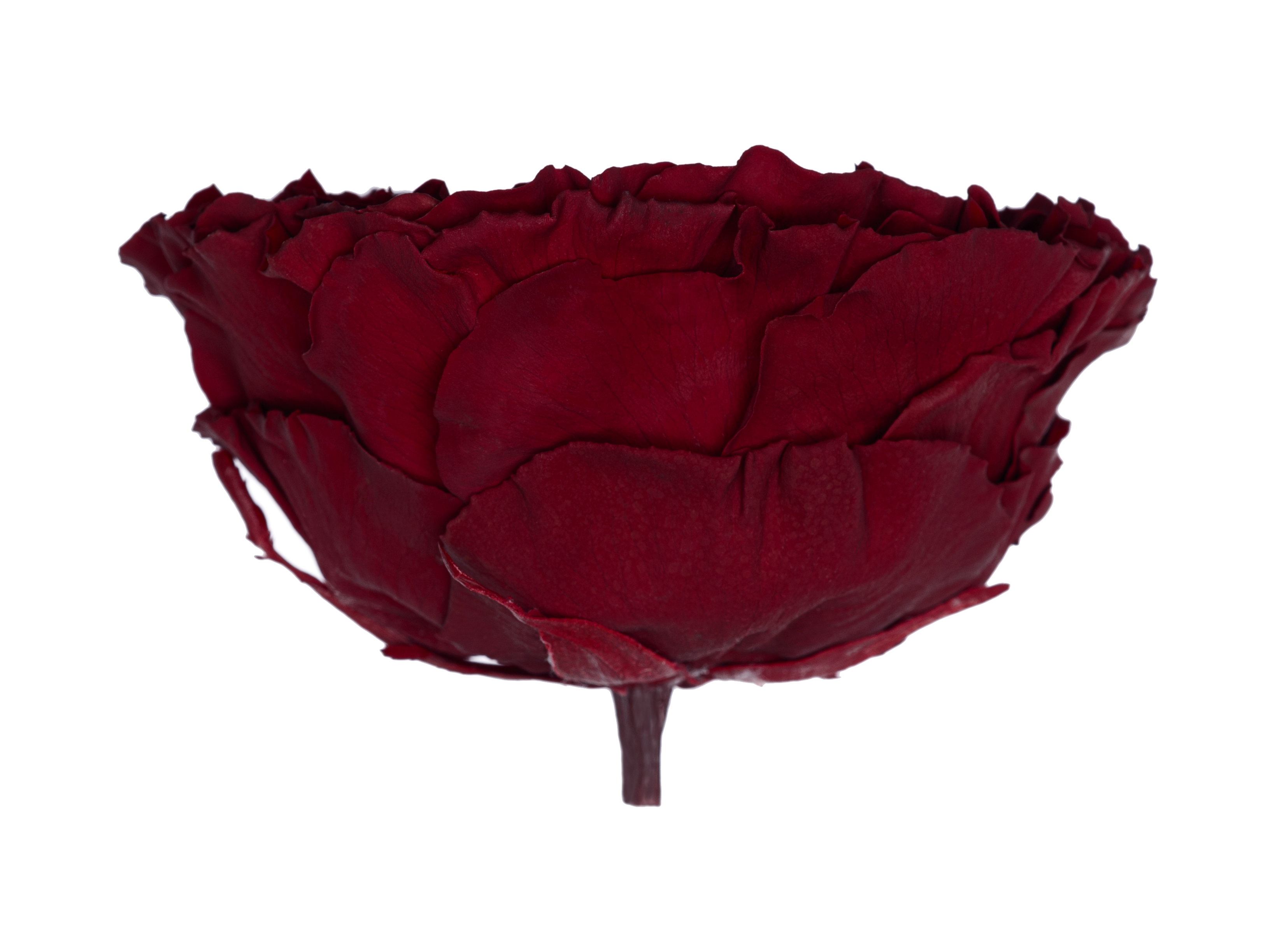 Carmen XXL Red 01 Lateral Transparente