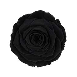 Classic natural black rose code: BLA 01.