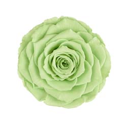 Classic natural bright mint code: GRE 04.