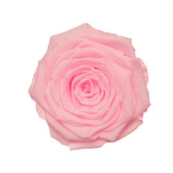Classic natural bright pink rose code: PIN 99