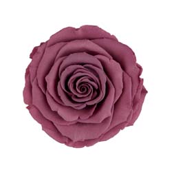 Classic natural dark violet preserved rose
