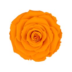 Classic natural dark yellow preserved rose.