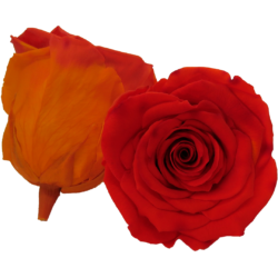 Bicolor preserved roses - Roseamor