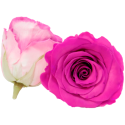 Bicolor preserved roses - Roseamor