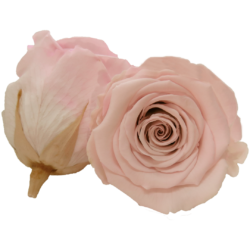 Bicolor preserved roses - Roseamor