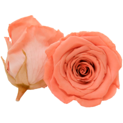 Bicolor preserved roses - Roseamor