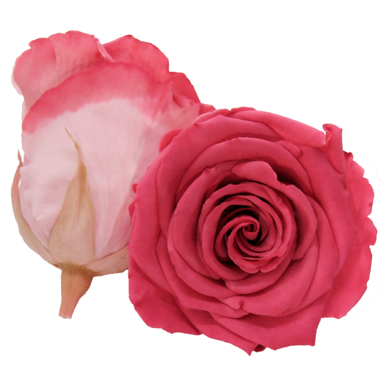 Red preserved rose, Roseamor preserved roses