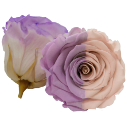 Bicolor preserved rose, lavender and pale rose, Roseamor preserved roses