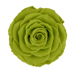 Bright green preserved roses, Roseamor preserved roses