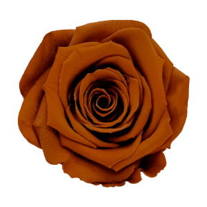 Light brown preserved roses, Roseamor preserved roses