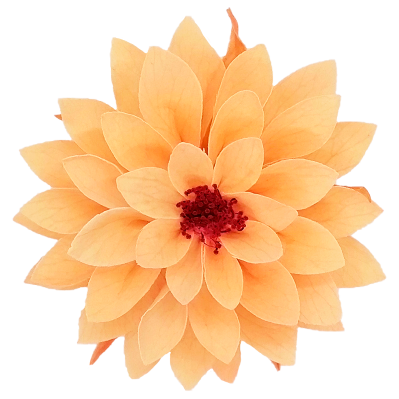 Preserved light orange flower, Roseamor