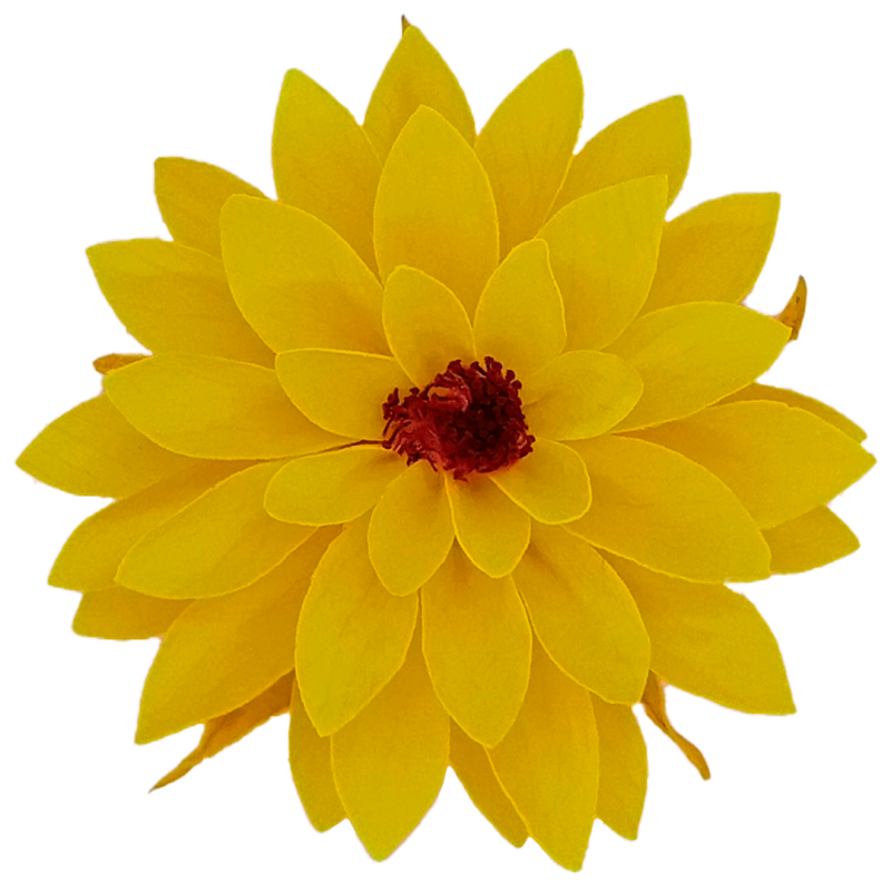 Preserved yellow flower, Roseamor