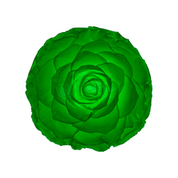 Glow green preserved rose, Roseamor