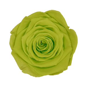 Bright green preserved roses, Roseamor preserved roses
