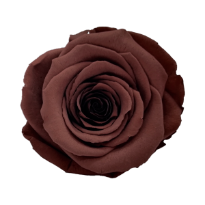 Dark brown preserved roses, Roseamor preserved roses