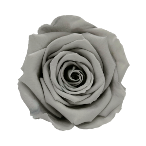 Grey color preserved roses, Roseamor preserved roses