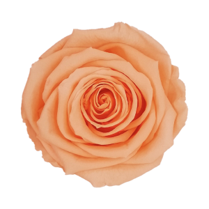 Peach color preserved roses, Roseamor preserved roses