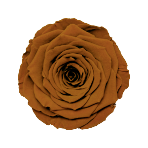 Brown preserved roses, Roseamor preserved roses