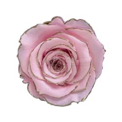 Pink preserved rose with delicate silver outline.