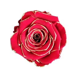 Red preserved rose with delicate gold outline.