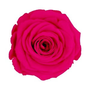 Pink preserved rose, Roseamor preserved roses,